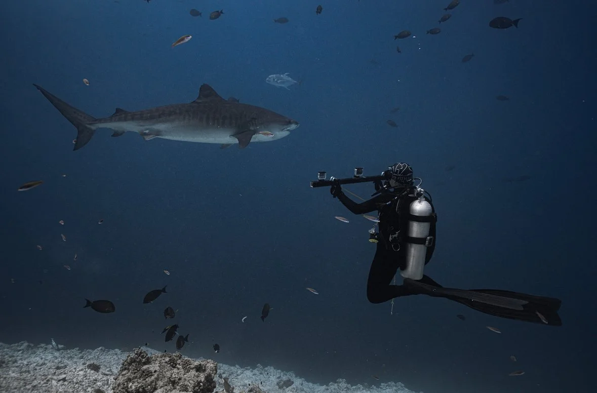 Shark Search underwater field research