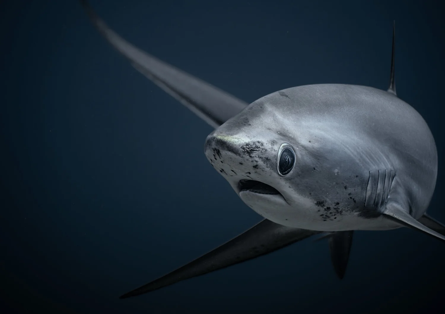 Shark Search marine research imagery