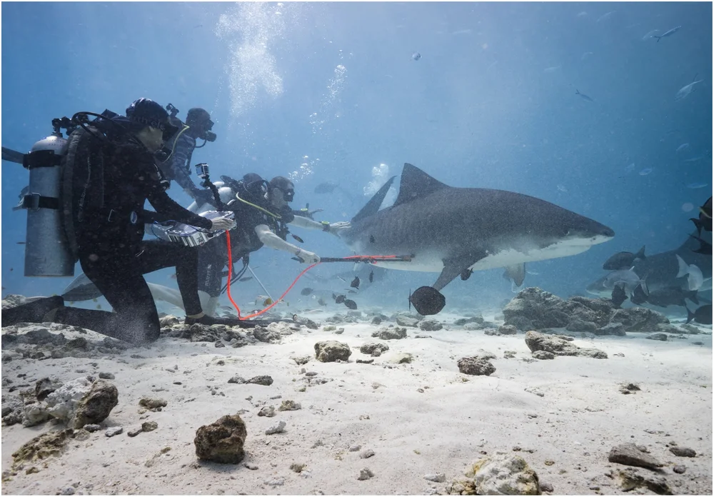 Underwater tiger shark research