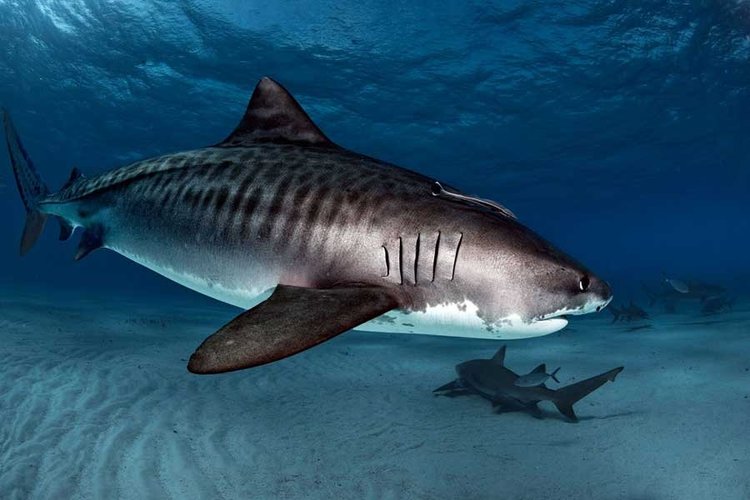 Tiger shark