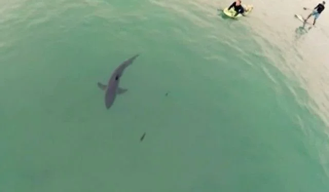Shark research imagery