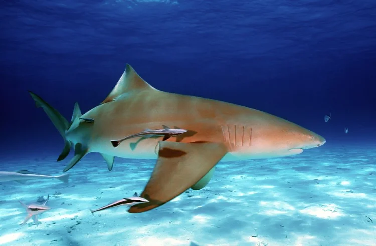 Lemon shark
