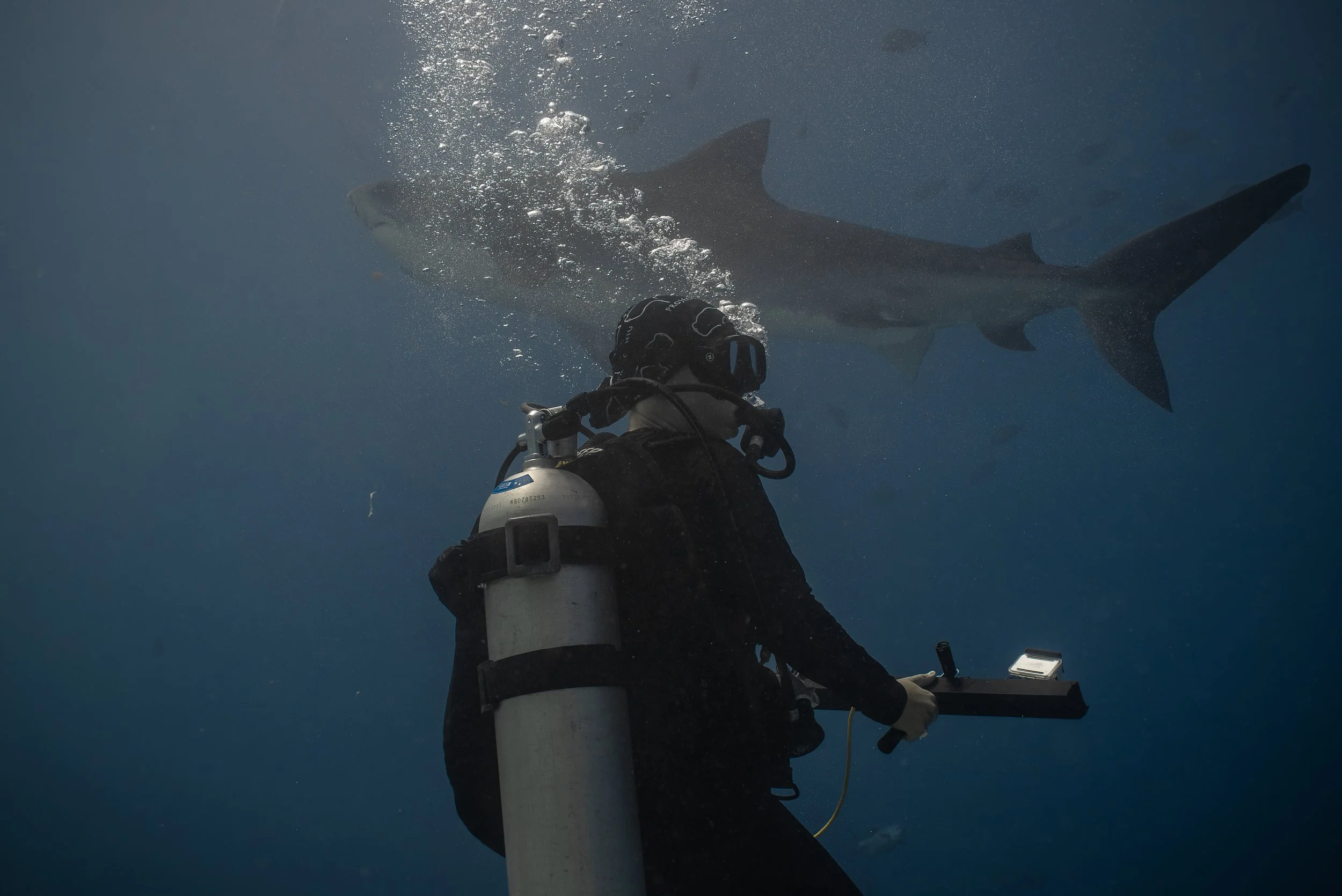 Students participating in a Shark Search education programme
