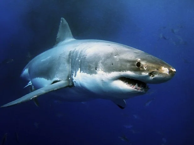 White shark