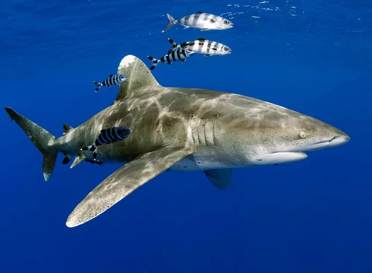 Oceanic whitetip shark