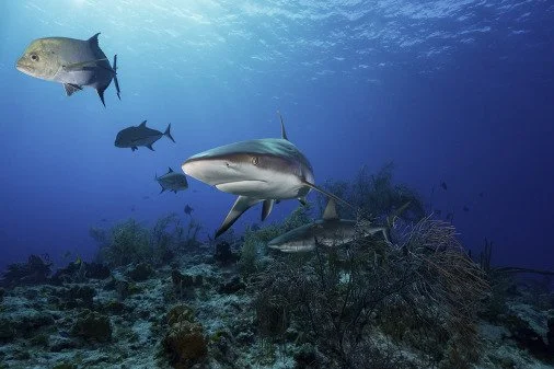 Reef sharks in a coral reef environment