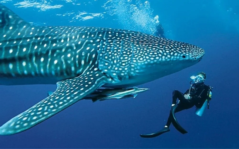 Human and shark coexistence research