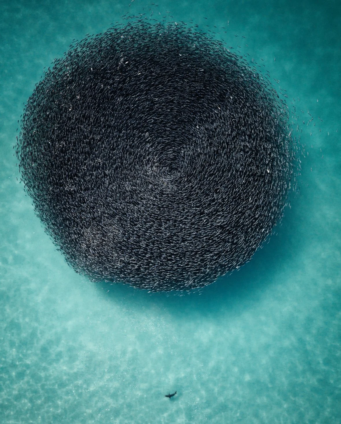 Dense school of baitfish viewed from above