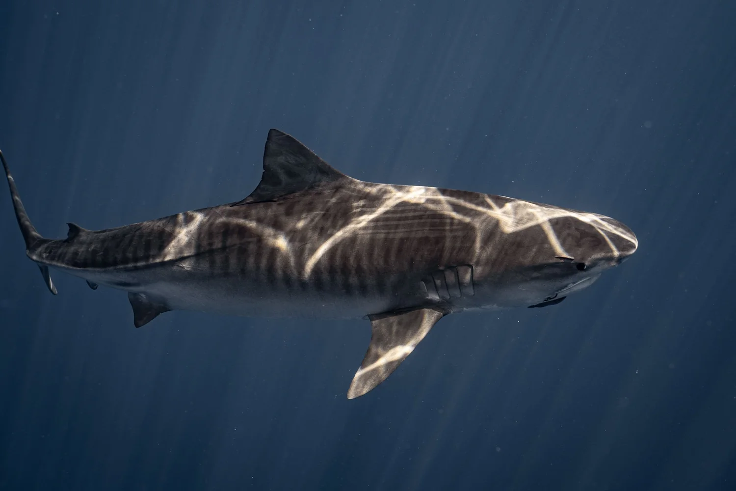 Shark Search field research imagery