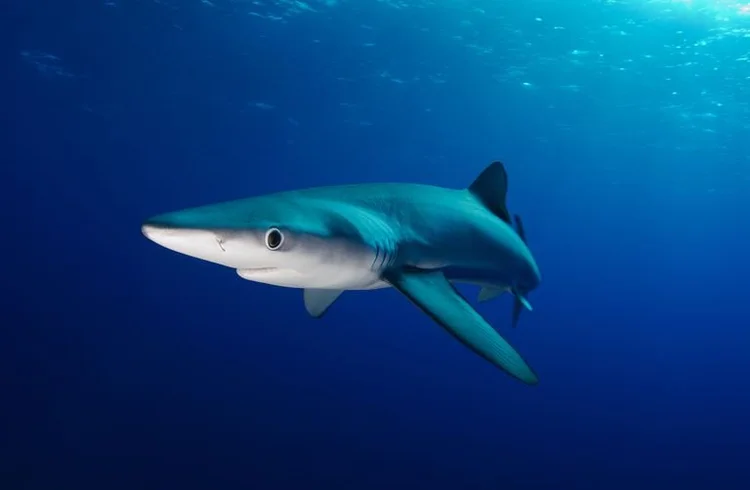 Blue shark