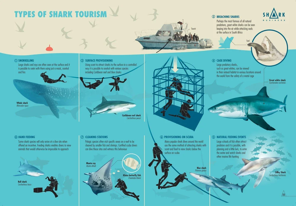 Shark tourism and conservation