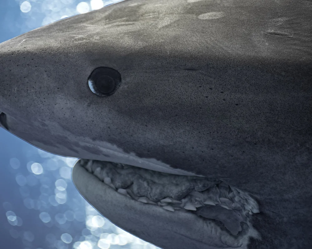 Shark science and conservation research
