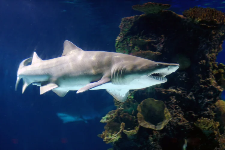 Sand tiger shark, also known as grey nurse shark