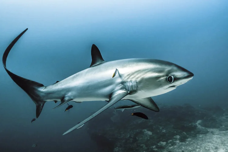 Thresher shark