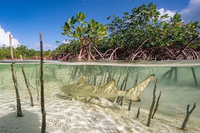 Shark research in a shallow mangrove habitat