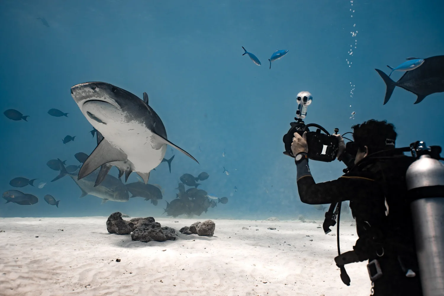 Shark Search underwater research