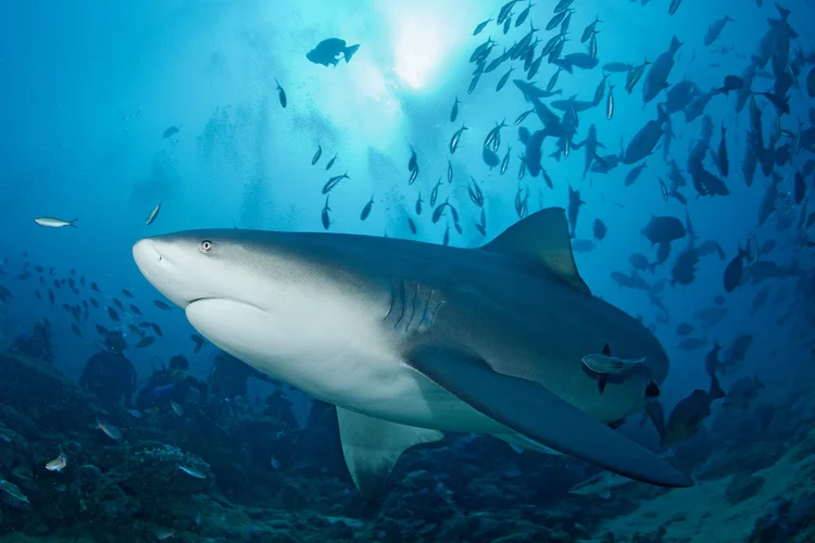 Bull shark