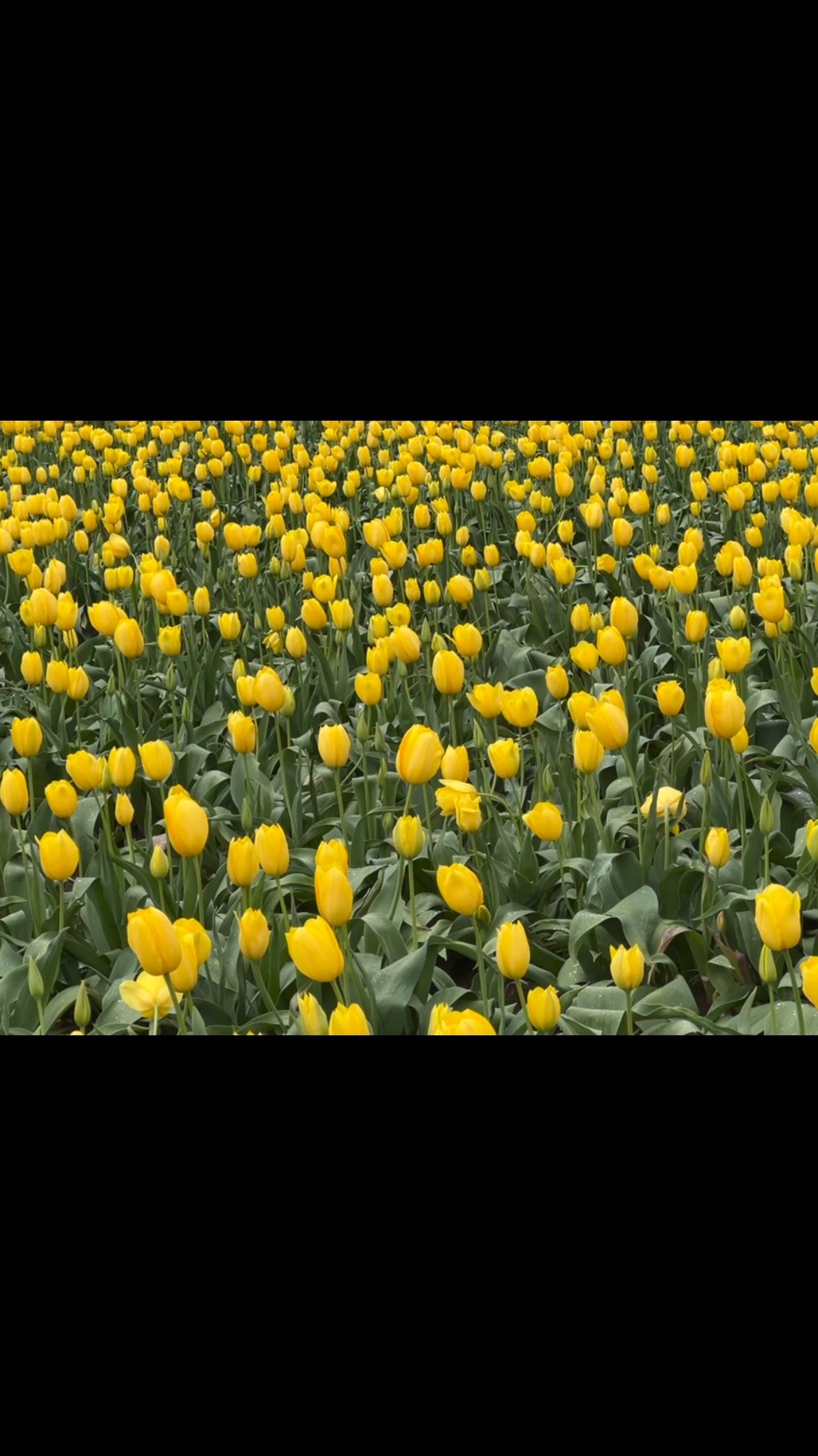Here in Oregon, Spring, with all of its vibrancy, feels like a special reward after the grays of winter.