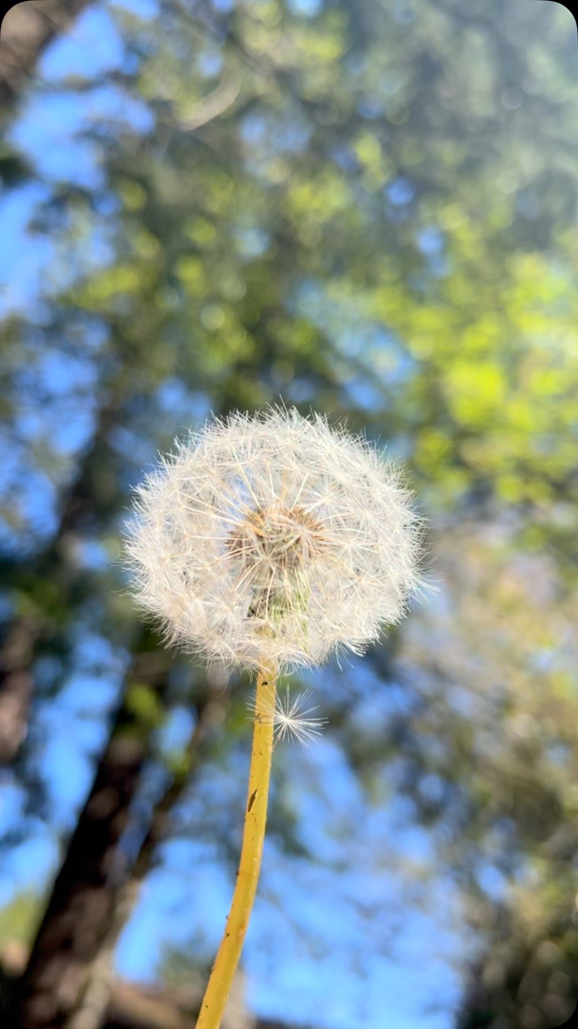 Make a Wish ✨🌼✨