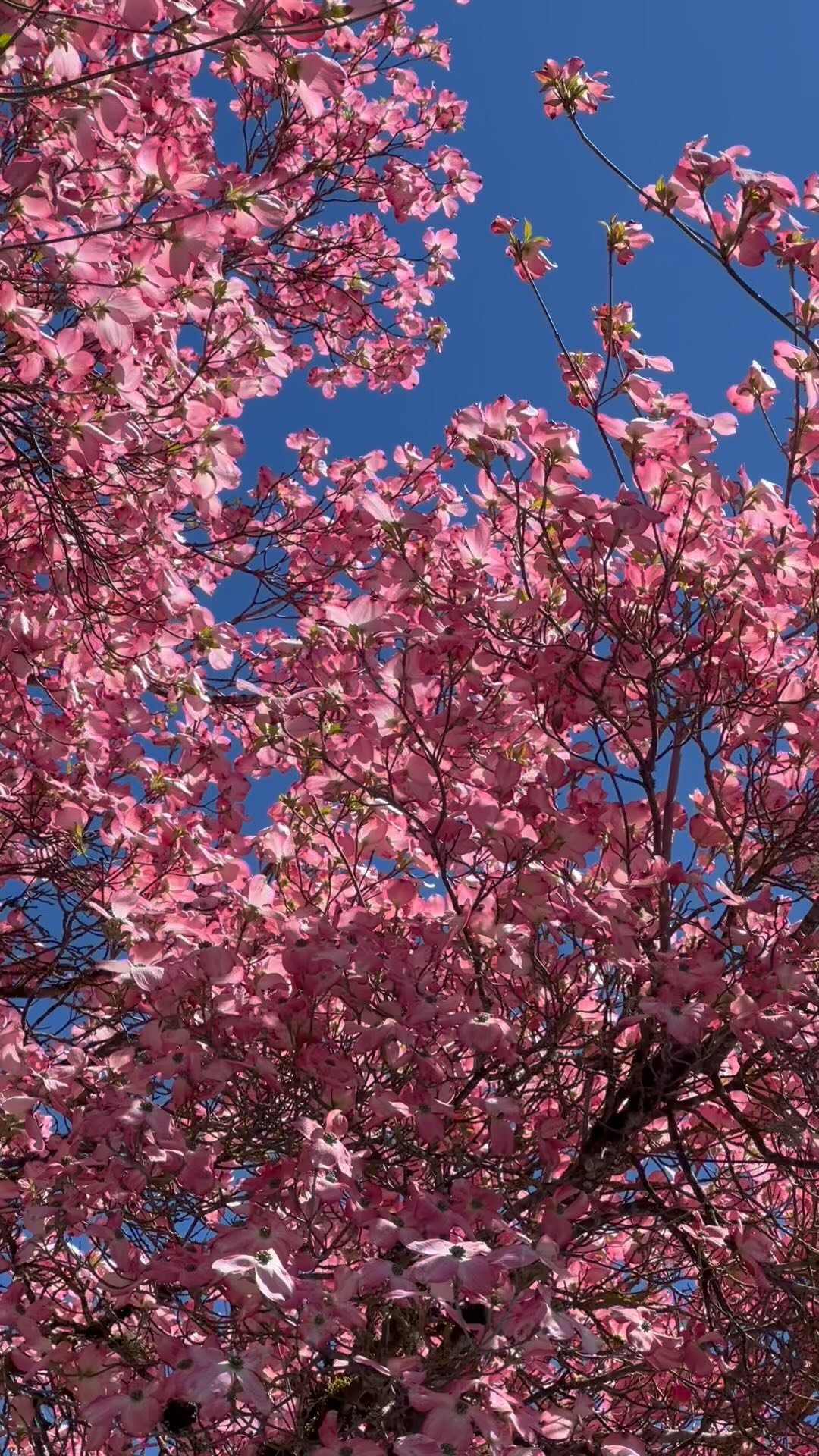 Dogwood Days 🌸