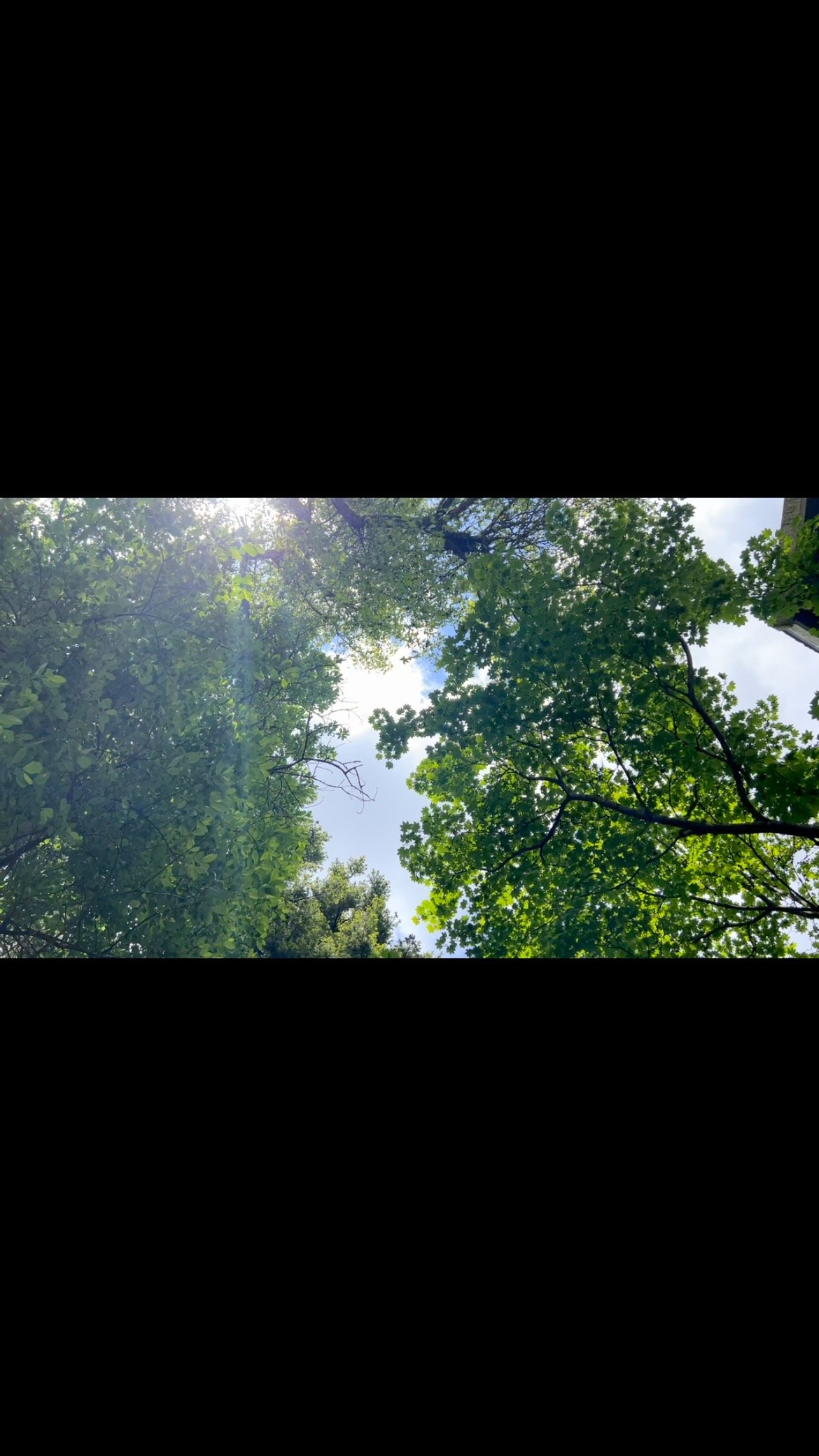Today’s Hammock View 🌿🌤️
#ecotherapy #ecotherapyinpractice #naturebasedtherapy #hammock #hammocktherapy