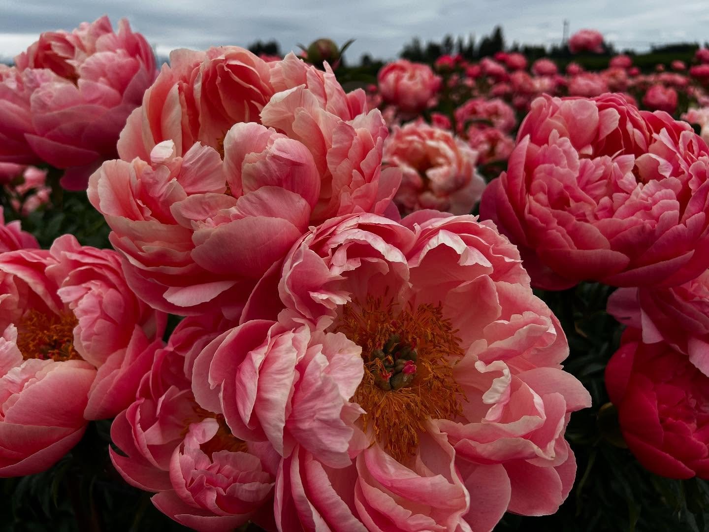 Peony Prayer
after Mary Oliver
Let me be like the peony—
not afraid
to take up space
with softness