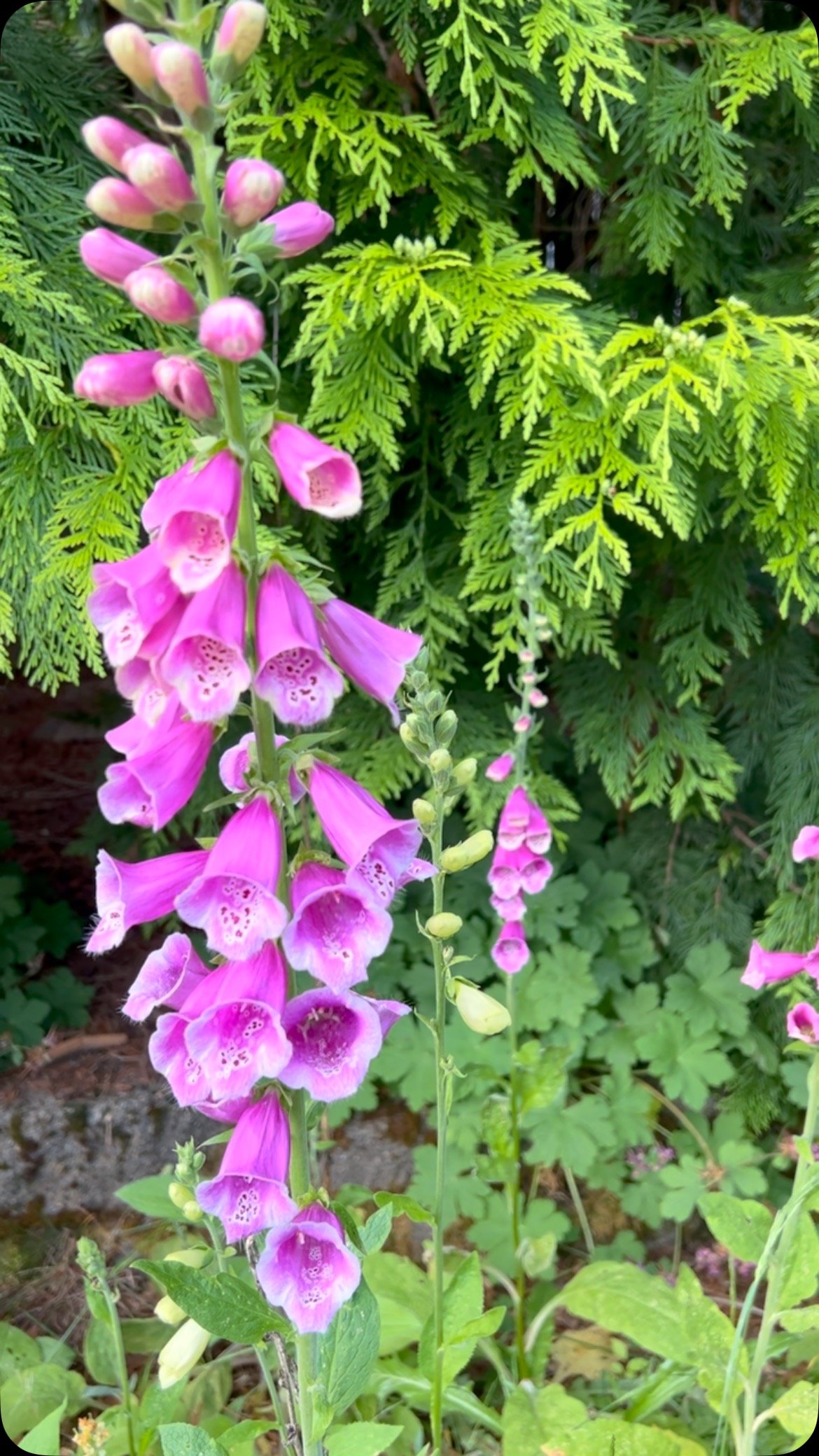 Foxglove, you are magical.
β¨ππ§‍βοΈ