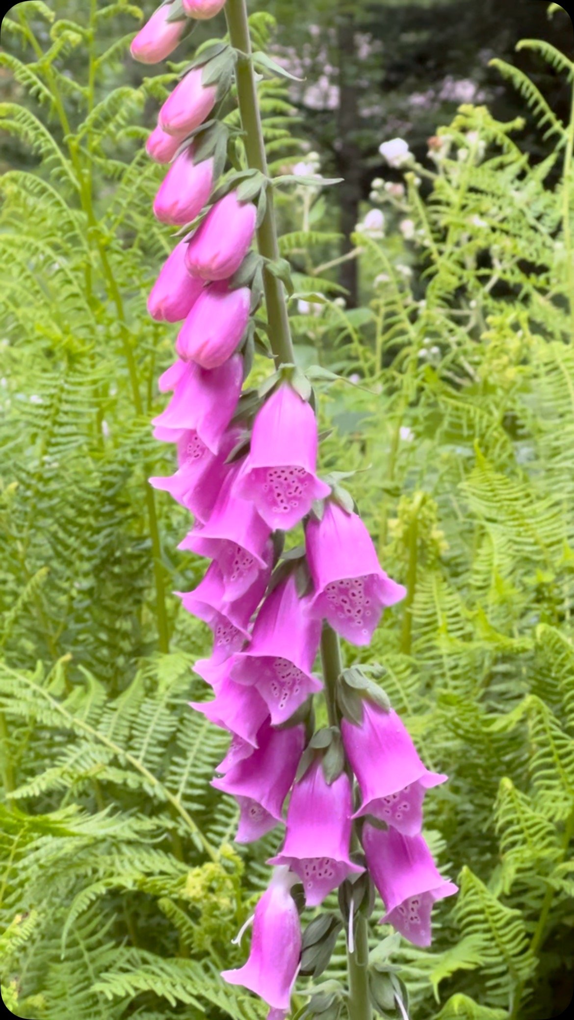If I were a flower, I’d be a Foxglove nestled in the ferns by a babbling brook.