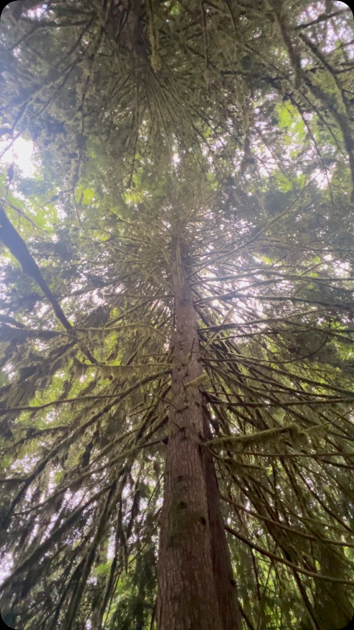 This morning, these trees held me.
#Hammocktherapy