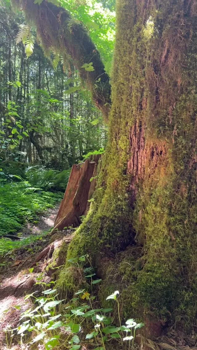 Forest bathing is my favorite therapeutic intervention.
#naturebasedtherapy #ecotherapy #hammocktherapy #ecotherapyinpractice #ecotherapist #selfcare