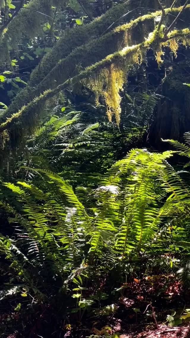 “The land knows you, even when you are lost.” - Robin Wall Kimmerer.🌿✨
#naturebasedtherapy #ecotherapy #hammocktherapy #ecotherapyinpractice #ecotherapist #ecotherapist #selfcare #therapyoutside #forestbathing