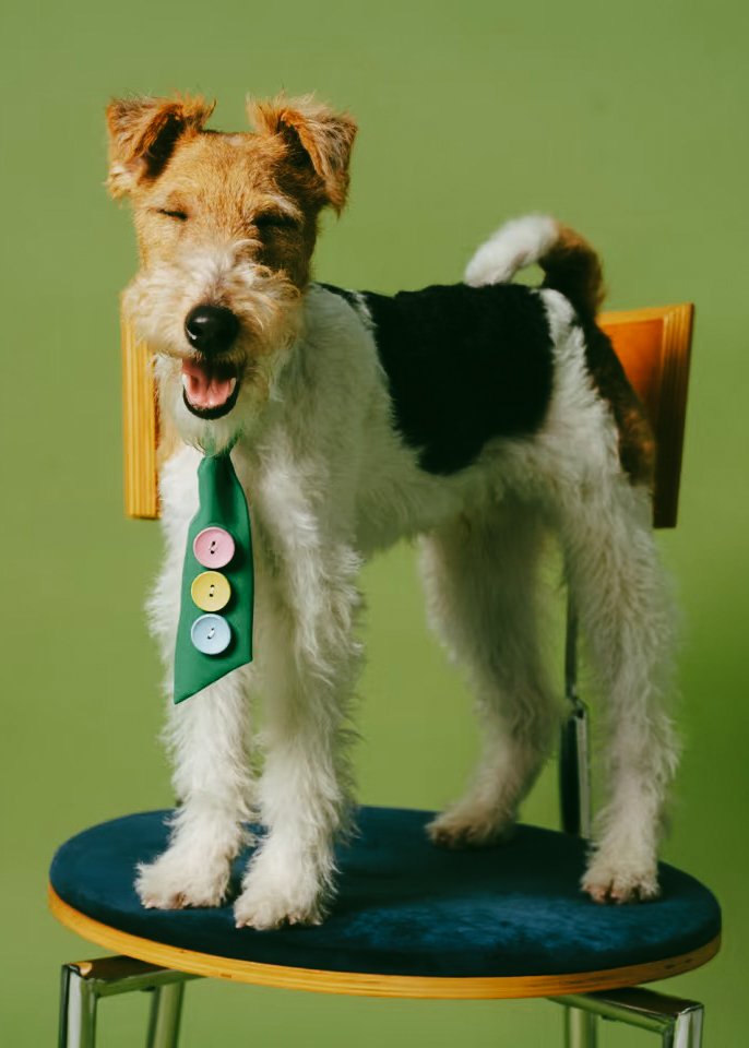 XXIXIN-PET-18.jpg