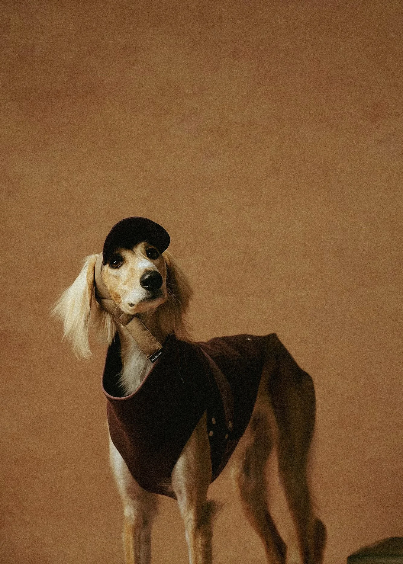XXIXIN-PET-15.jpg
