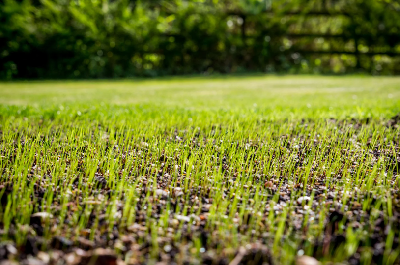 Close-up view of newly sprouted grass blades growing in soil, with a blurred background of mature grass and trees.