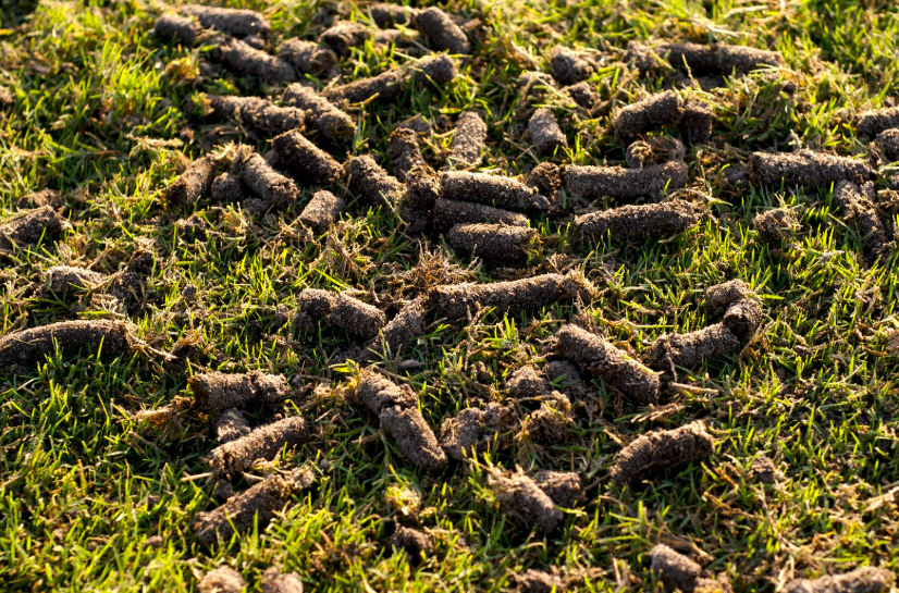 Plugs made by aerator