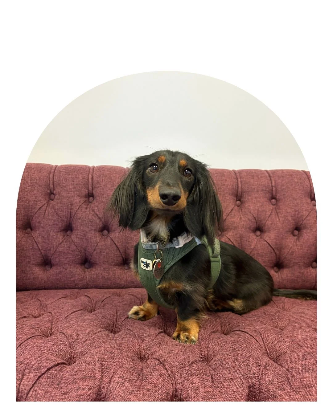 Therapy Dog