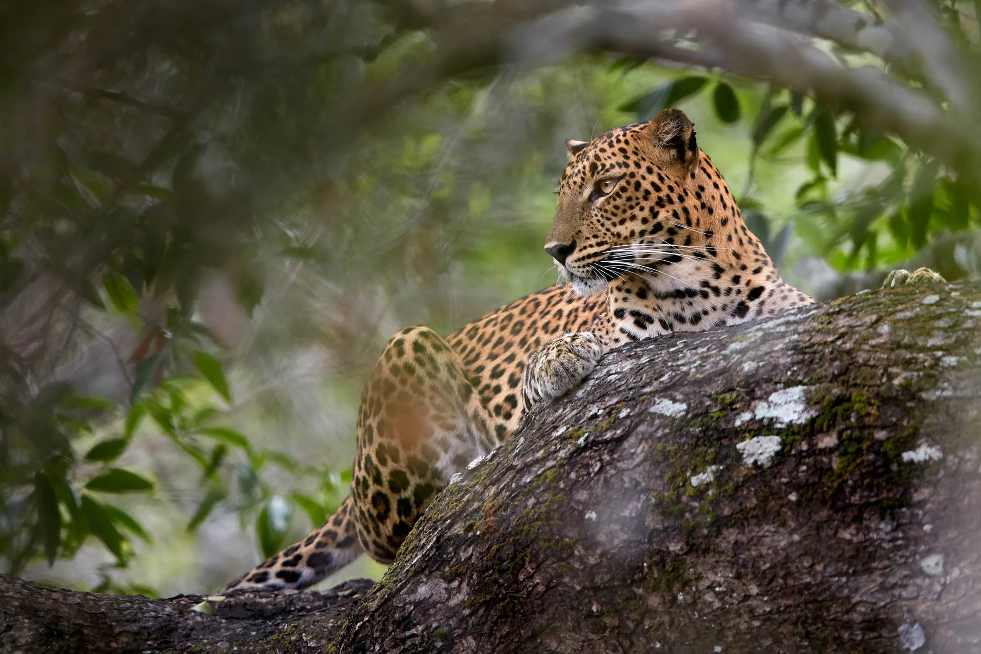 Yala National park leopard.jpg