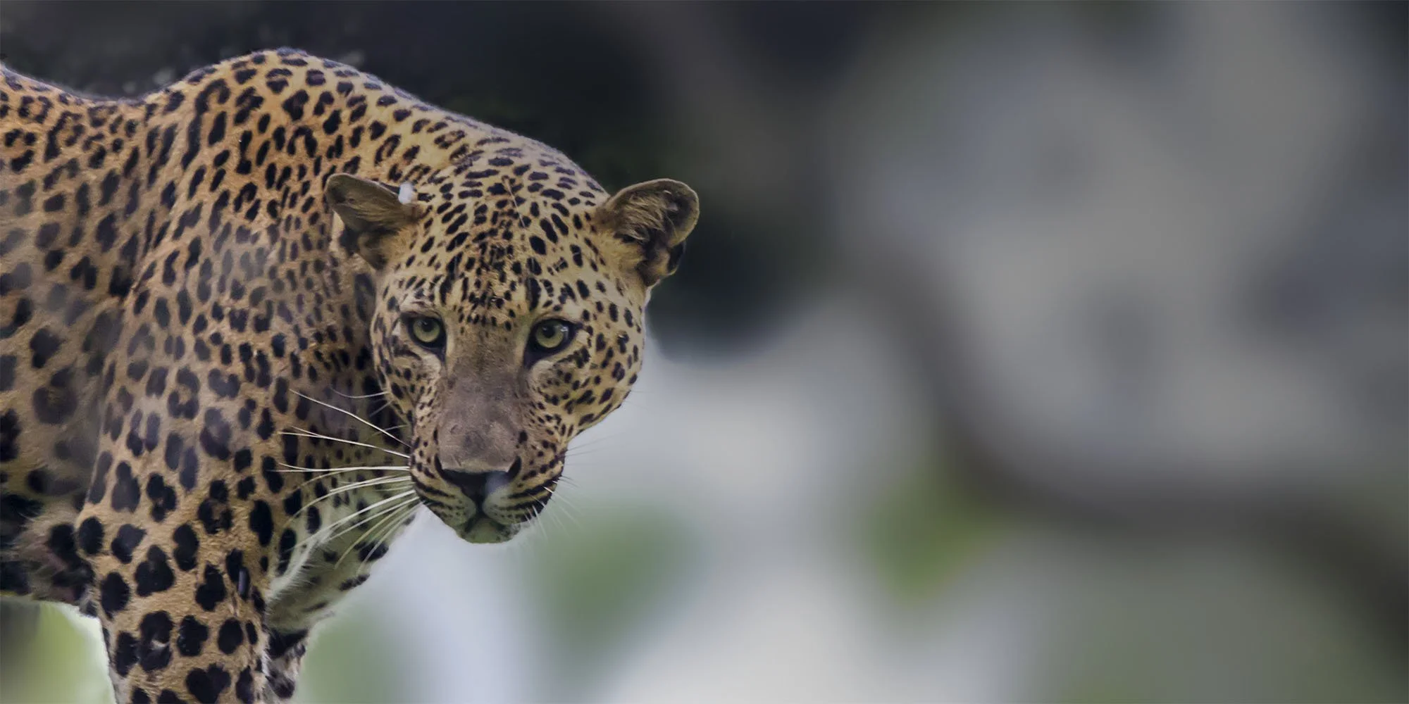 Yala National Park Half Day Safari