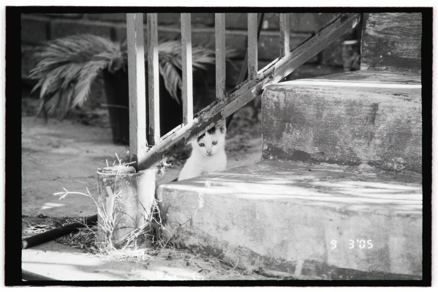 Street cat zine is in the works...