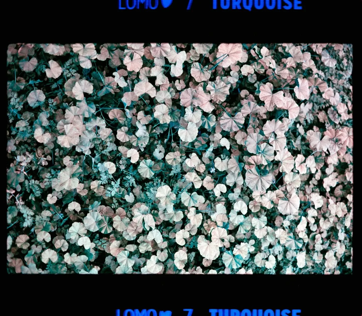 Lomo turquoise 
Scanned by @philm.lab