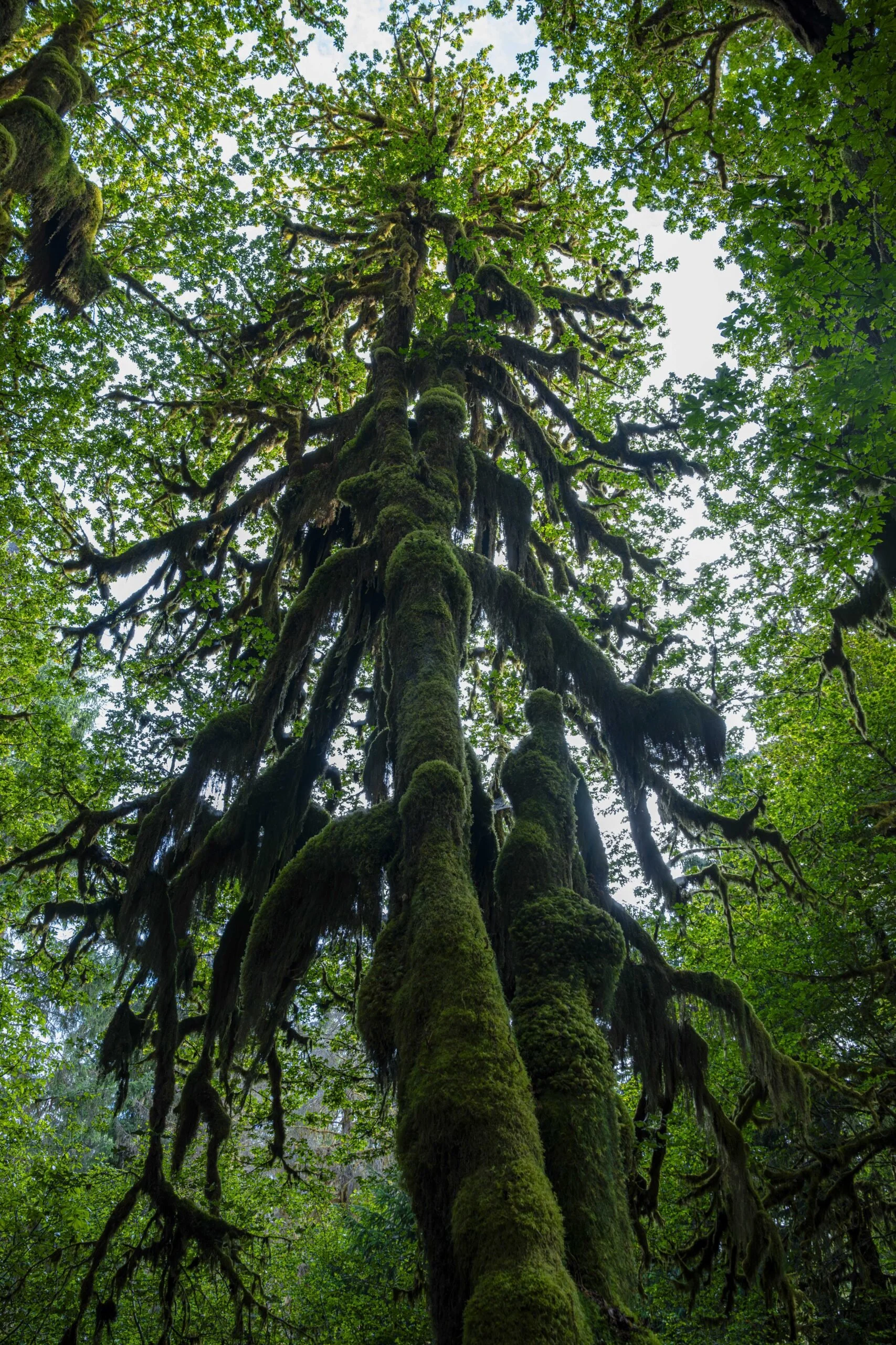 Moss