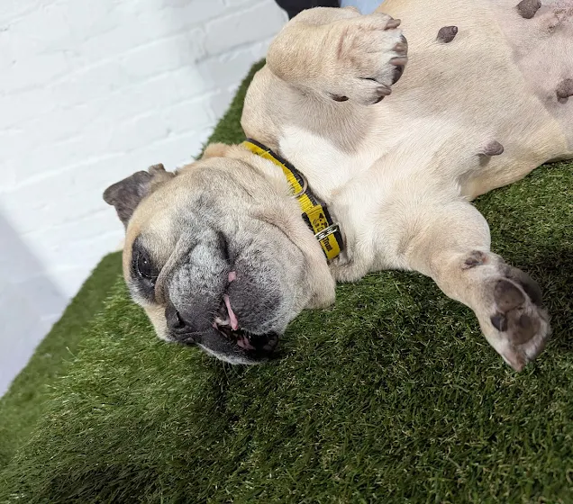 A relaxed French Bulldog puppy lying on its back on artificial green grass.