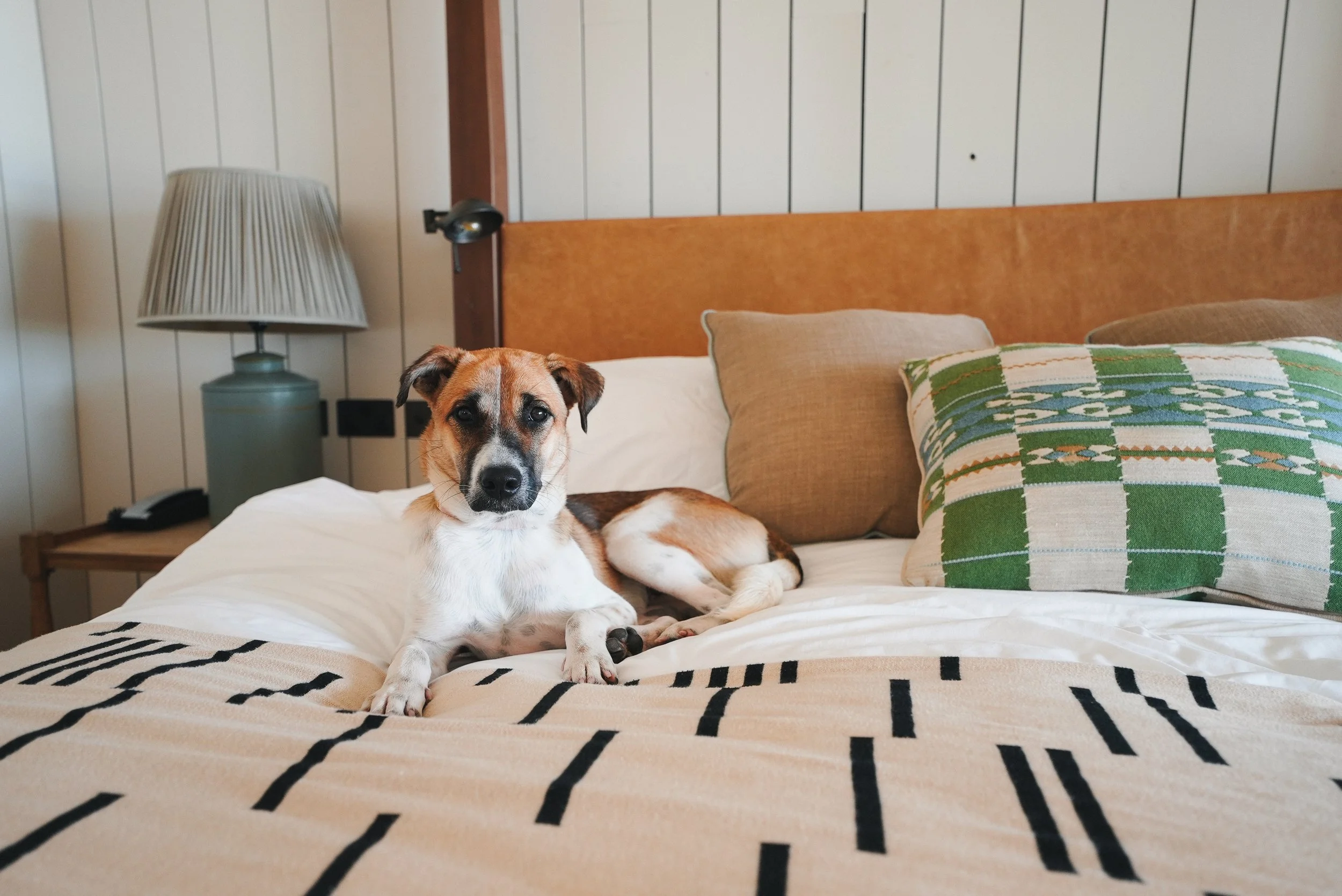 watergate-bay-hotel-dog-friendly-cornwall.jpg