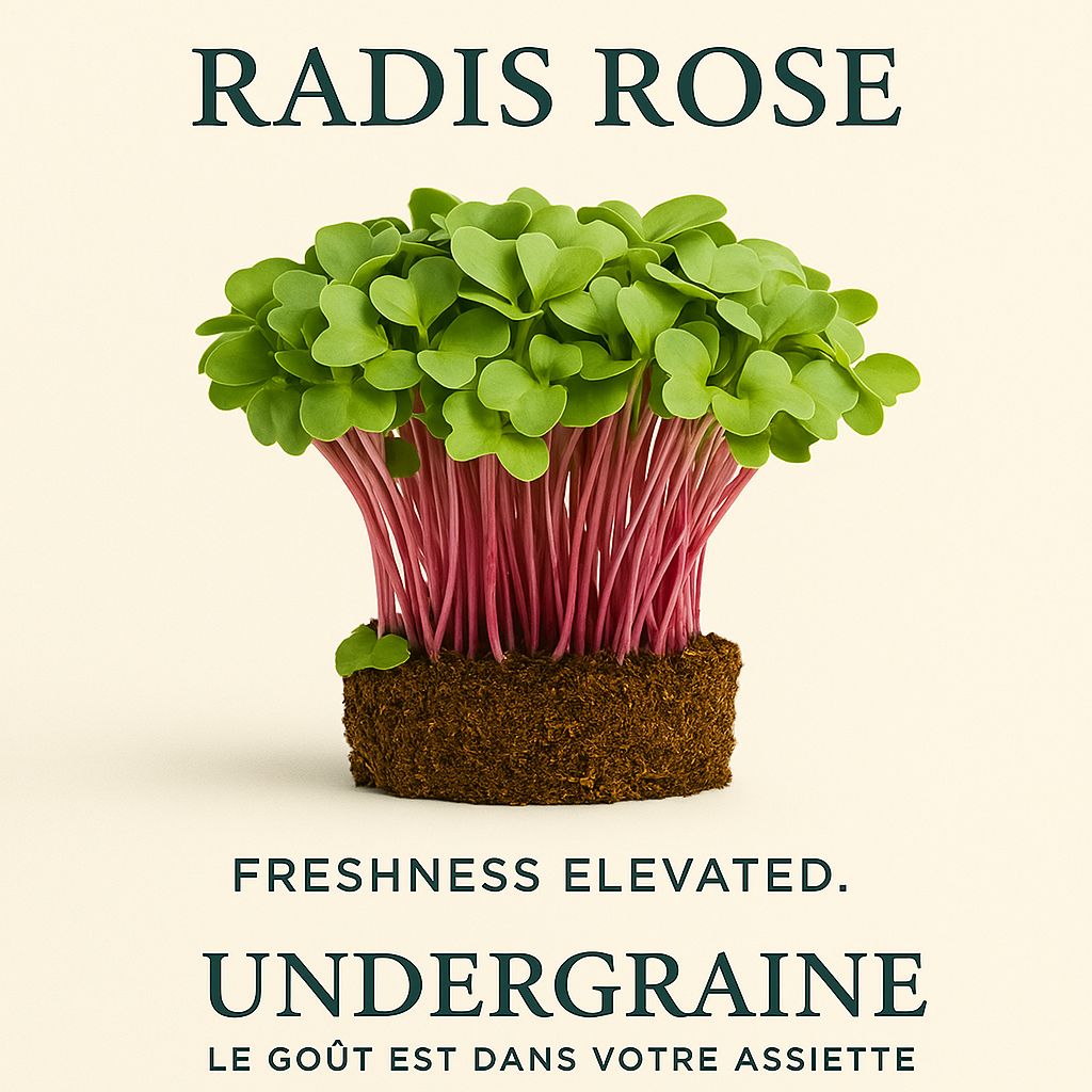 Radis Rose