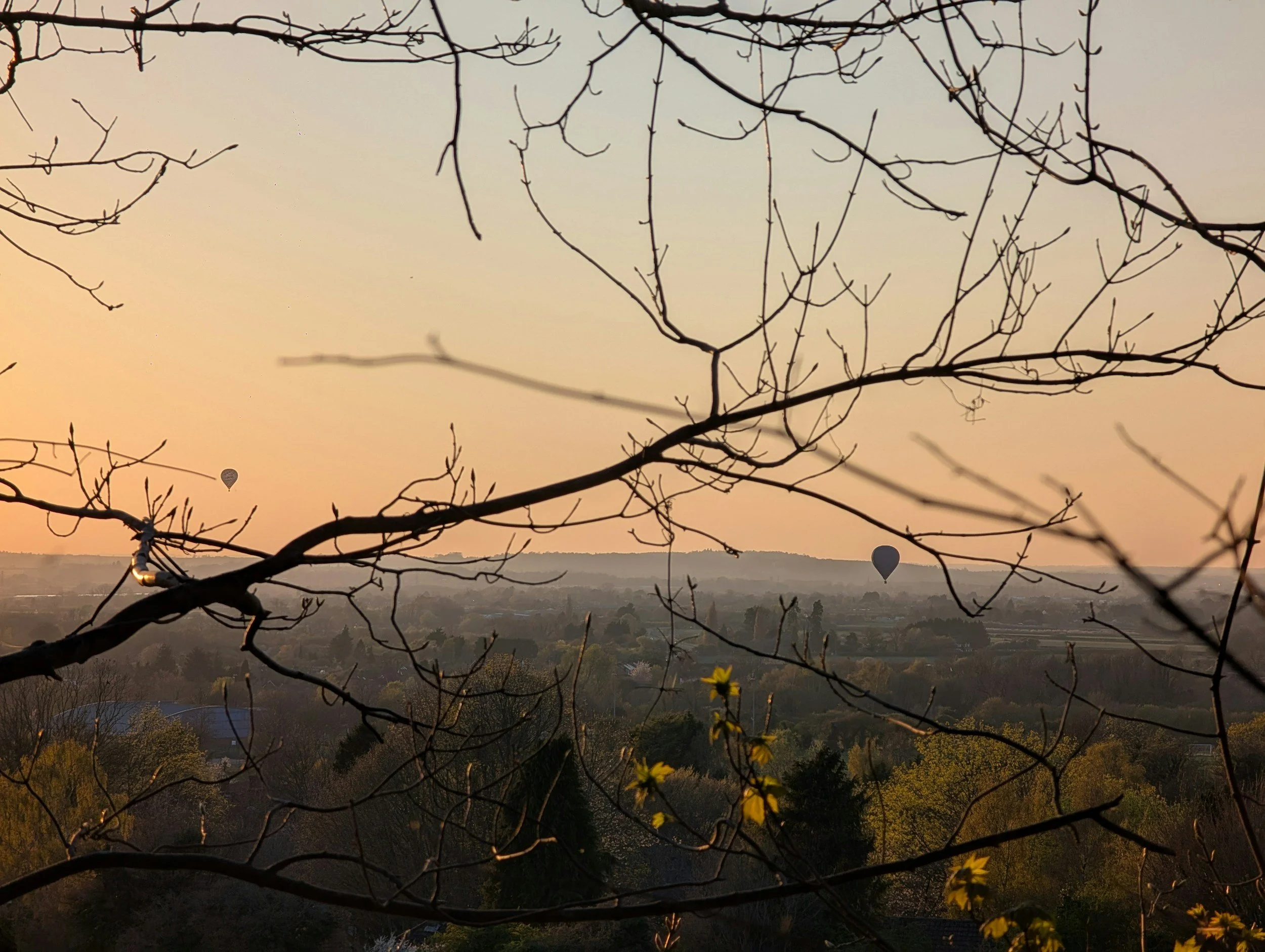 View of a sunset or sunrise over a landscape with trees, two hot air balloons in the sky, and some yellow flowers in the foreground.