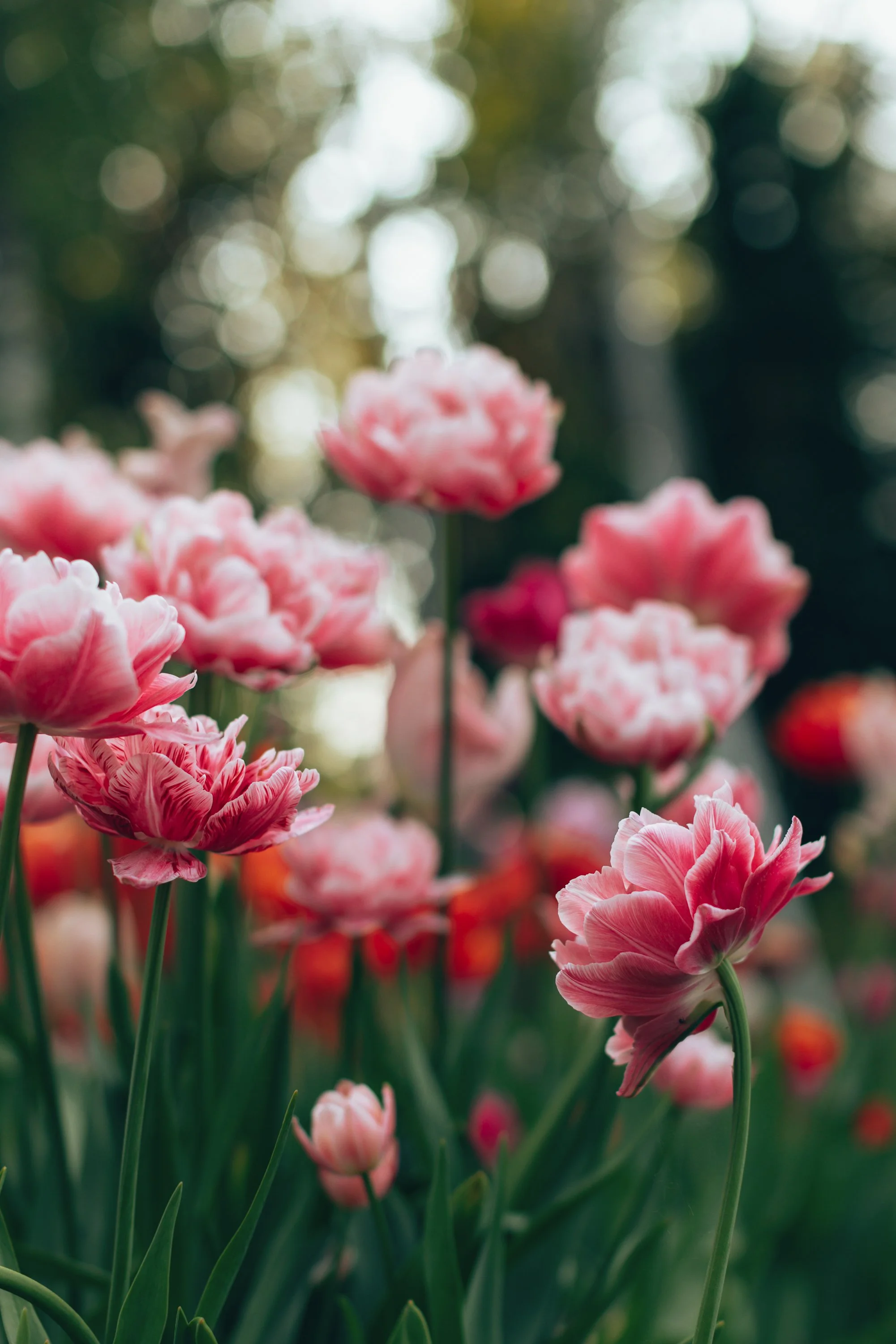 Close-up of pink and white striped tulips in a garden with a blurred background of trees and sunlight.