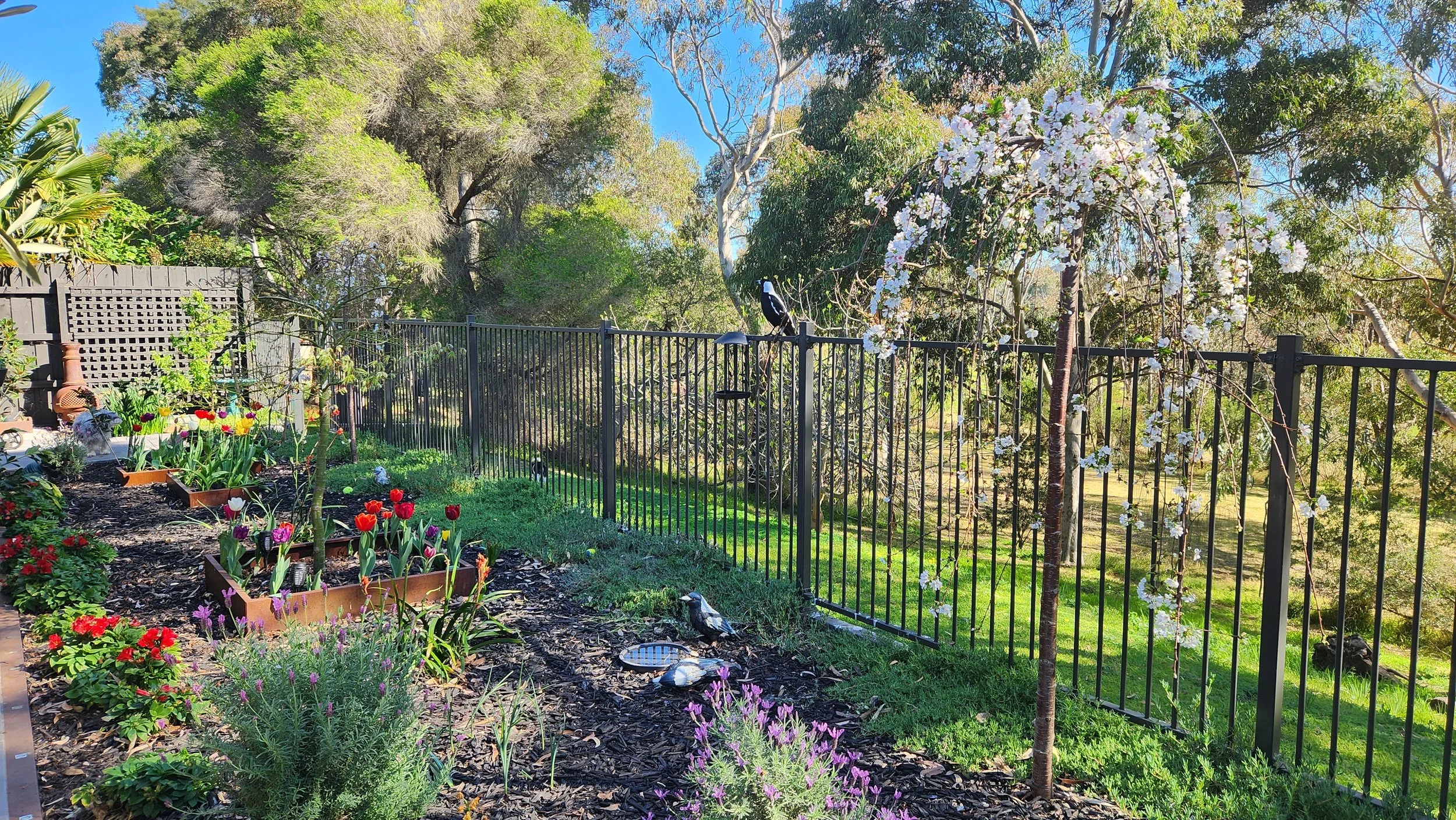 A garden with flower beds filled with colorful tulips, pansies, and lavender, enclosed by a black metal fence, with trees and a flowering vine in the background, and a bird perched on the fence.