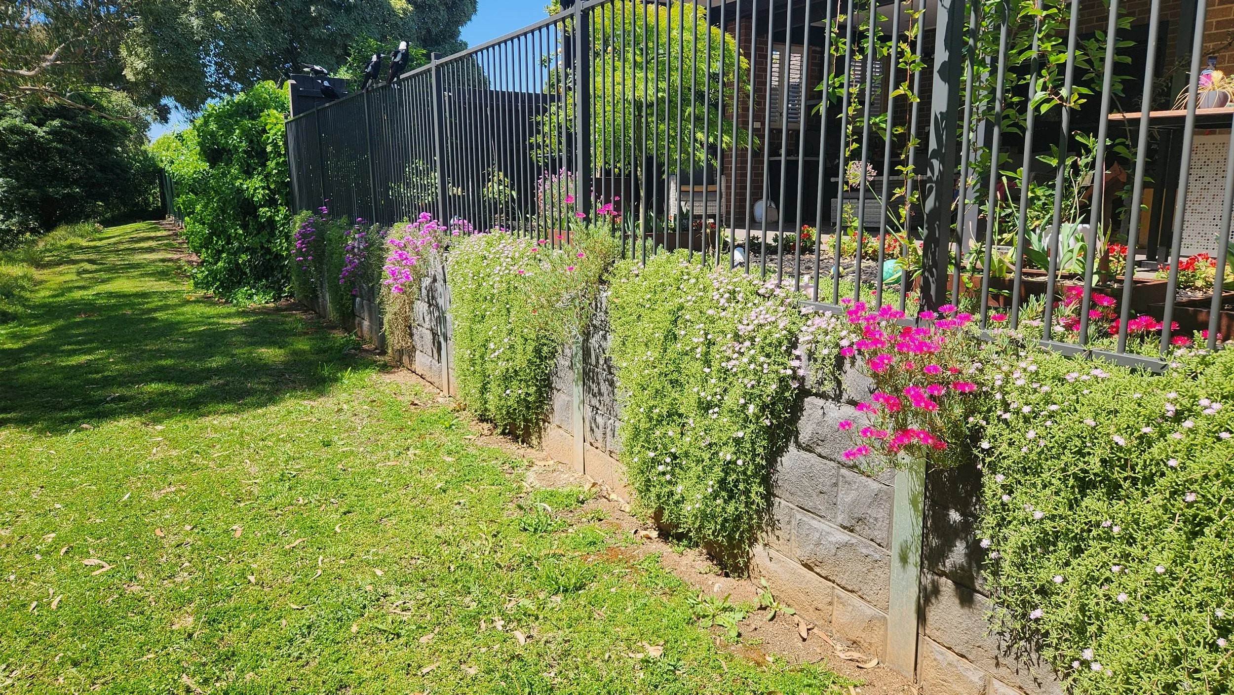 A garden with a grassy pathway alongside a brick wall with colorful flowering plants in containers on a raised bed behind a black metal fence.