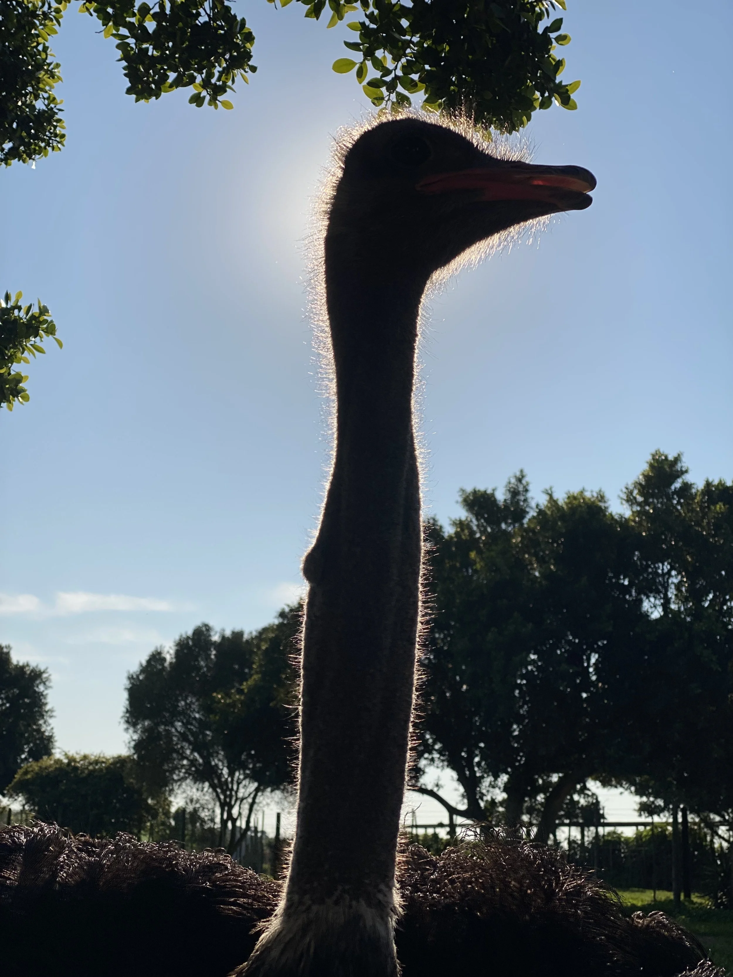 IMG_9959.jpeg