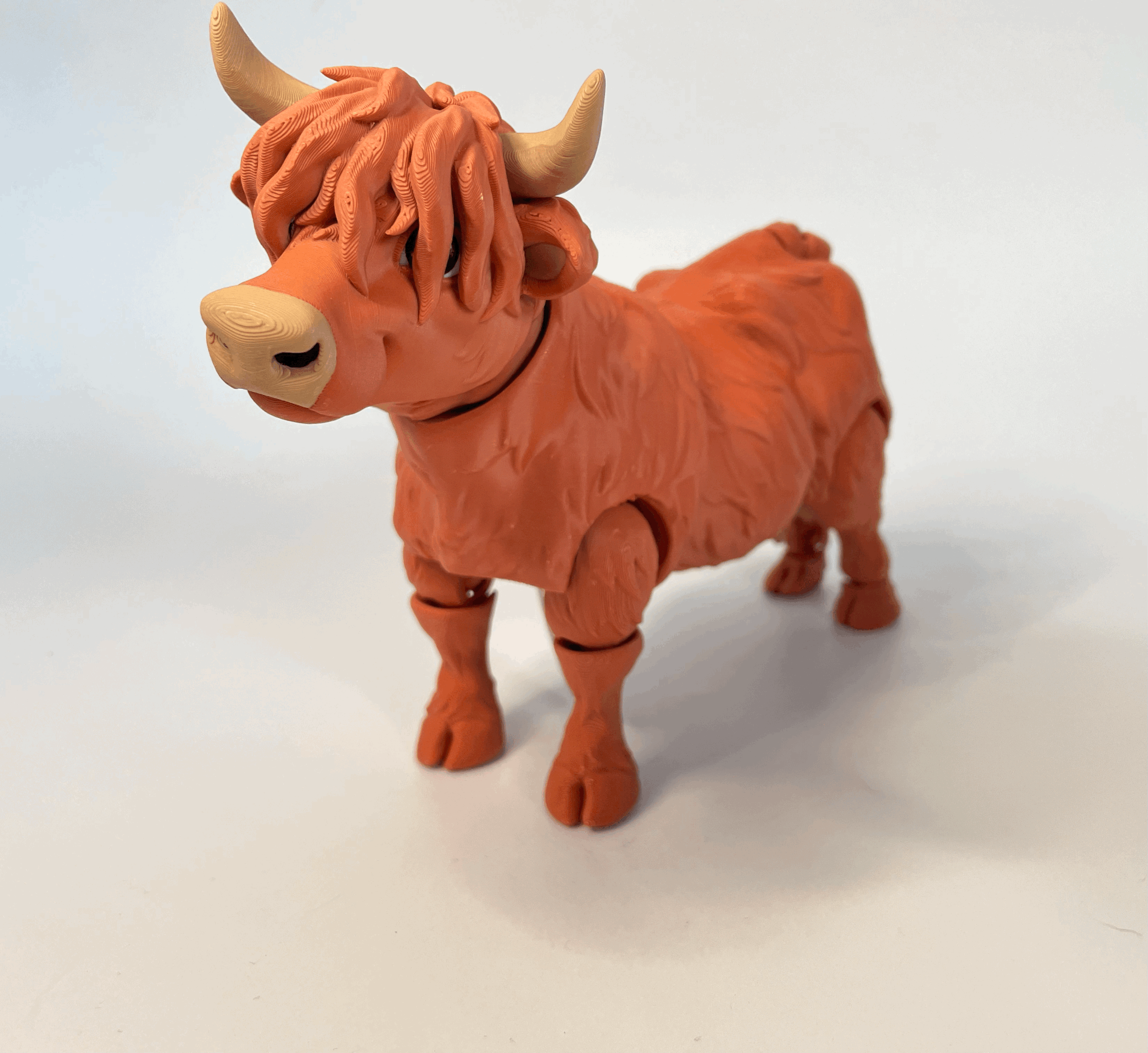 Large Highland Cow